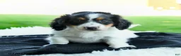 Miniature Dachshund dogs for sale: Rubble - Ad 3