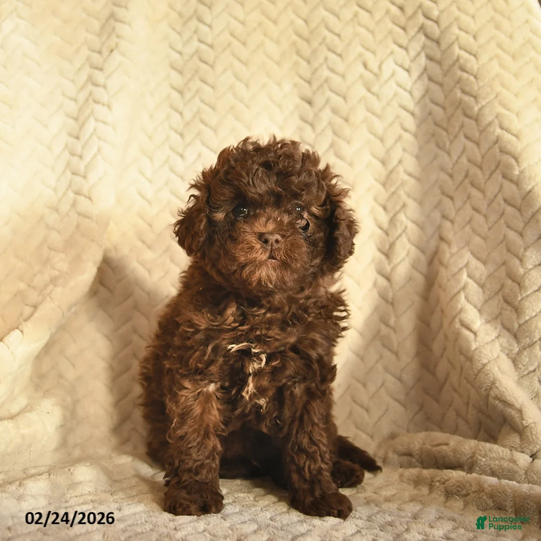 Havapoo dogs for sale: Chocolate  - Ad 2