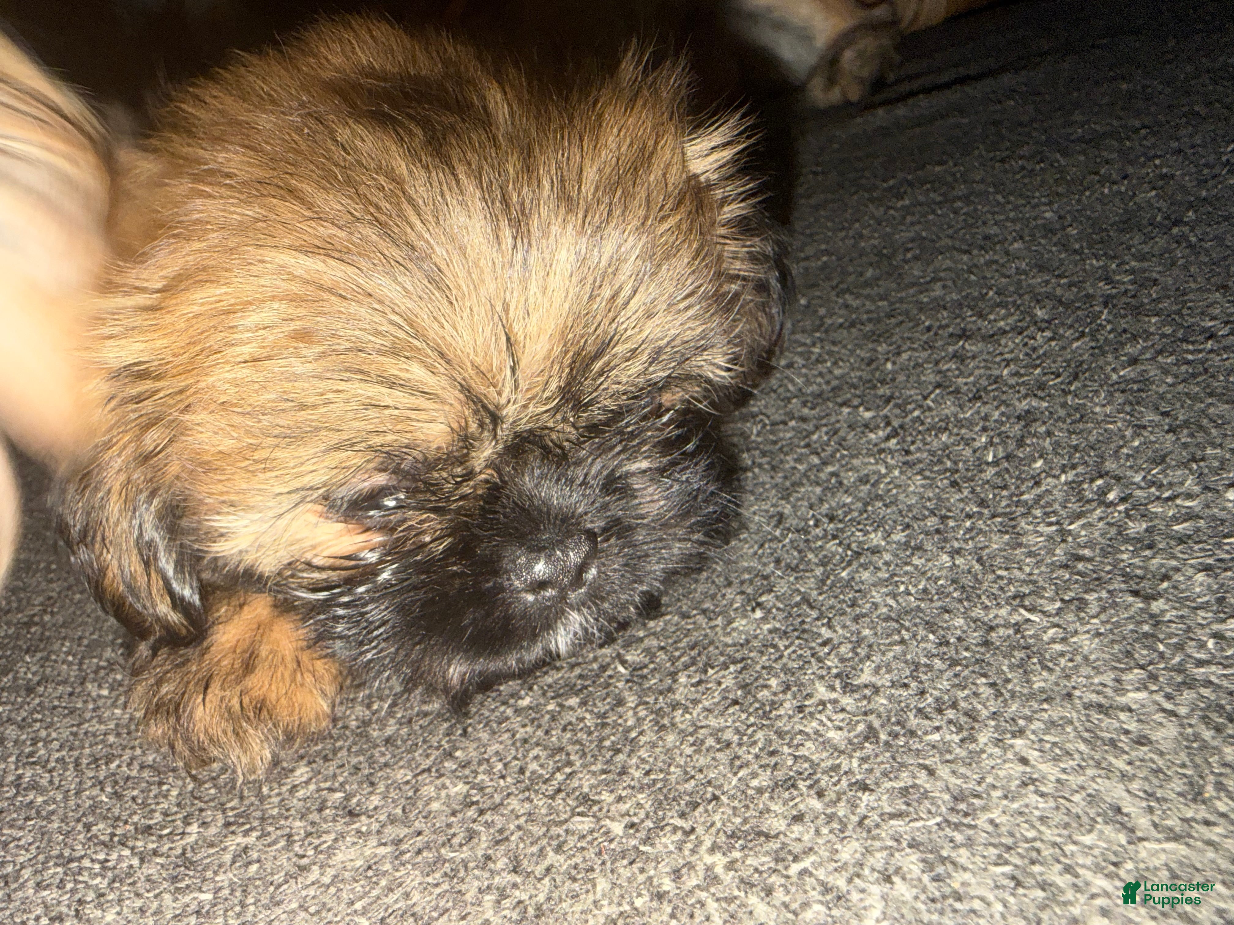 Shih Tzu dogs Shih Tzu 2 - Ad 2