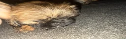 Shih Tzu dogs for sale: Shih Tzu 2 - Ad 2