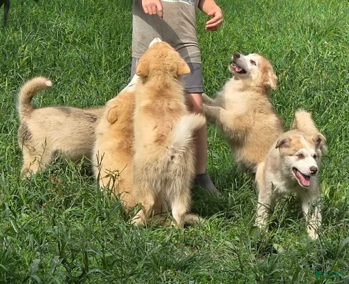 Alaskan Malamute dogs Alaskan Malamute 4 - Ad 2