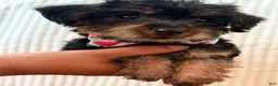 Yorkiepoo dogs for sale: Yorkiepoo - Ad 7