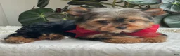 Yorkshire Terrier dogs for sale: Fido - Ad 13