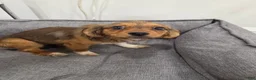 Mixed Breed dogs for sale: Mesa Corgi Mixed Small Breed Puppy  - Ad 5