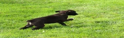 Boxer dogs for sale: Ace - Ad 3