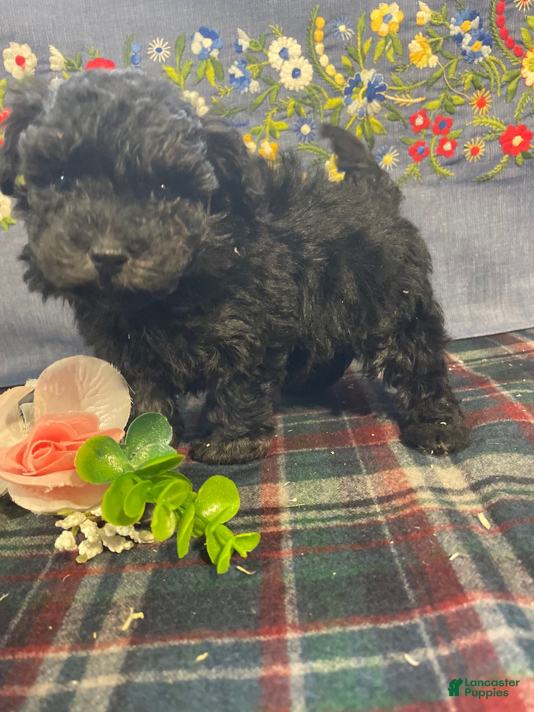 Toy Poodle dogs for sale: Chip - Ad 4