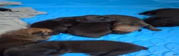 Cane Corso dogs for sale: Cane Corso Puppy 8 - Ad 1