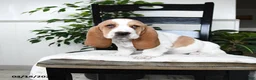 Basset Hound dogs for sale: Juliet - Ad 3