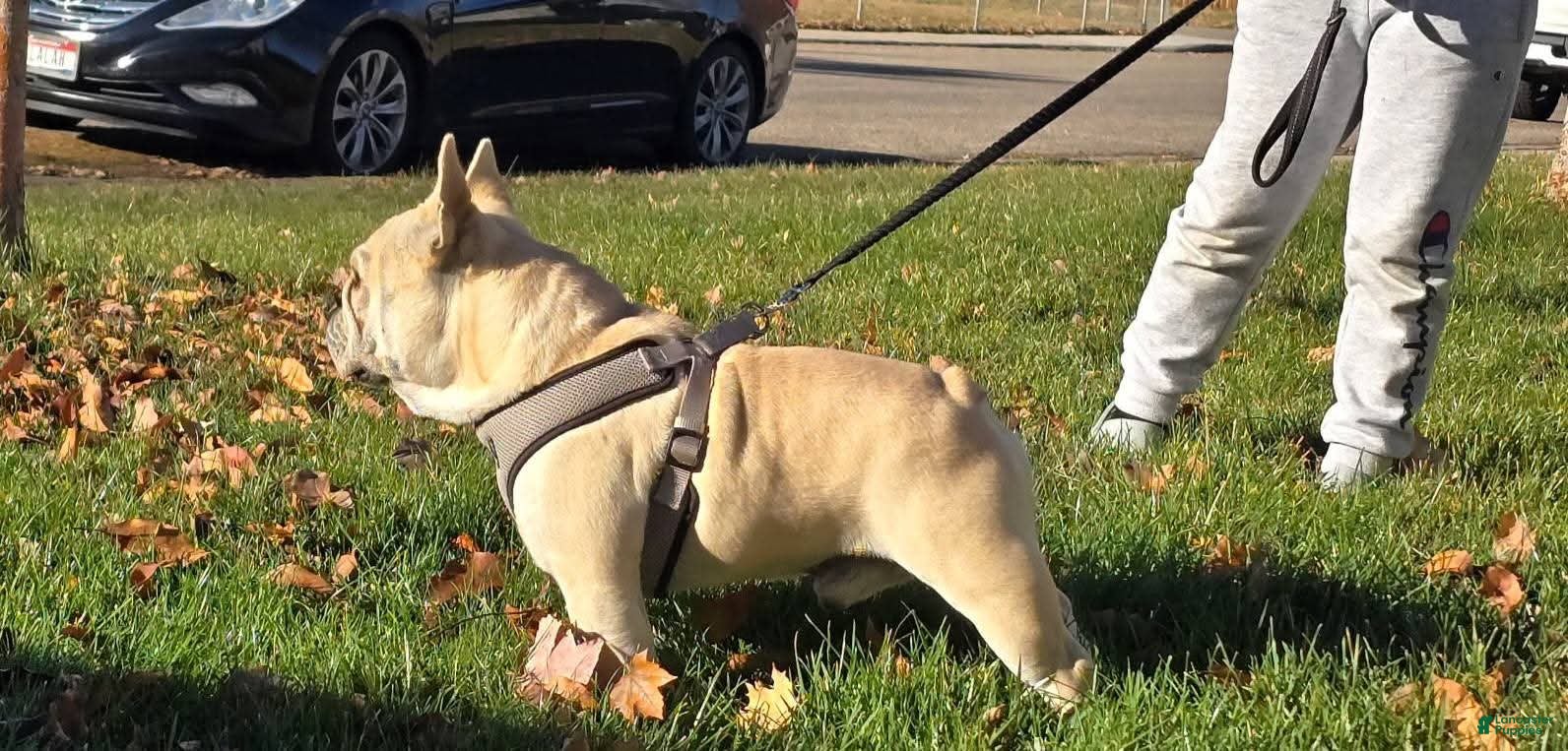 French Bulldog dogs for sale: Billy - Ad 3