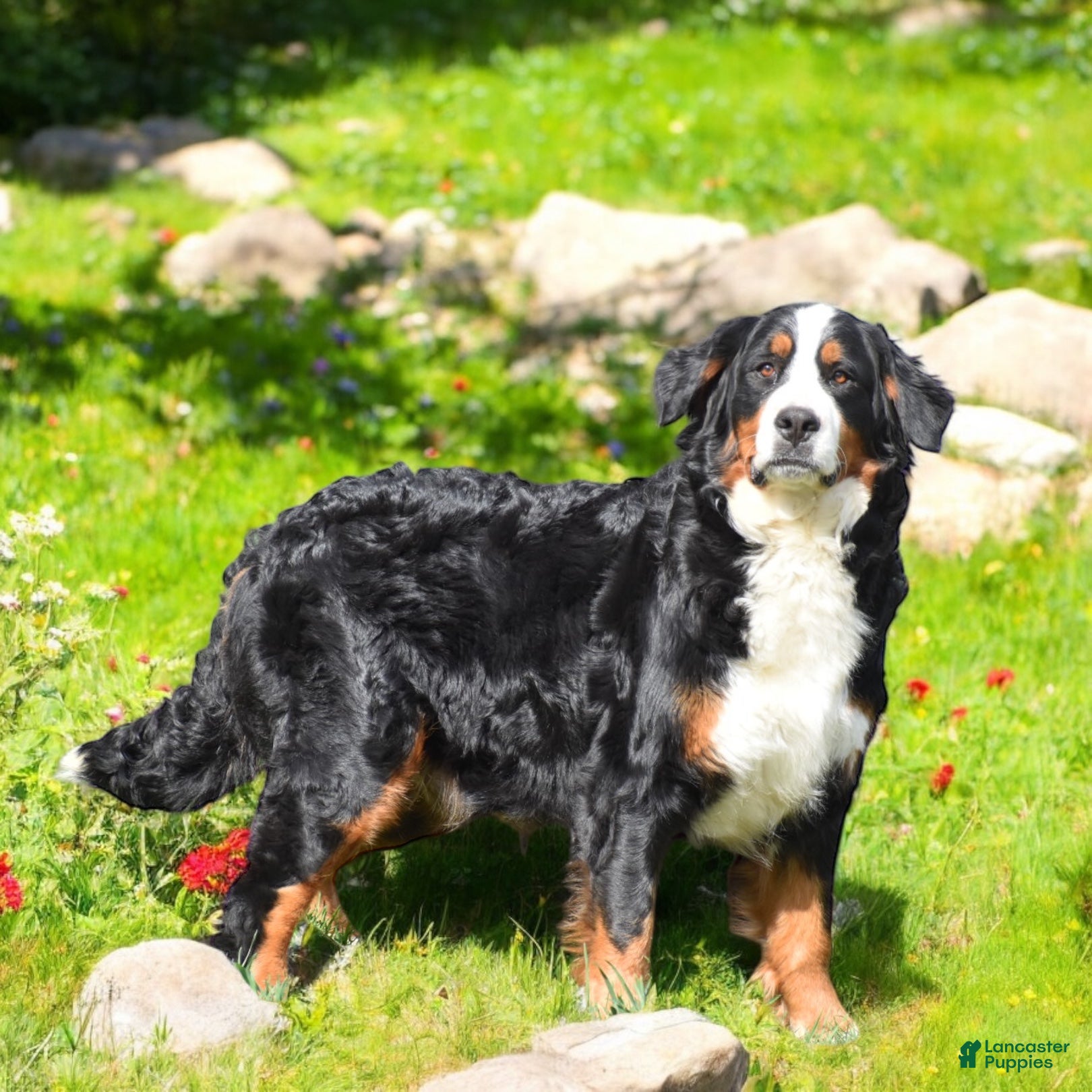 Bernese Mountain Dog dogs for sale: Meadow - Ad 7