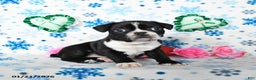 Boston Terrier dogs for sale: Champ  - Ad 2