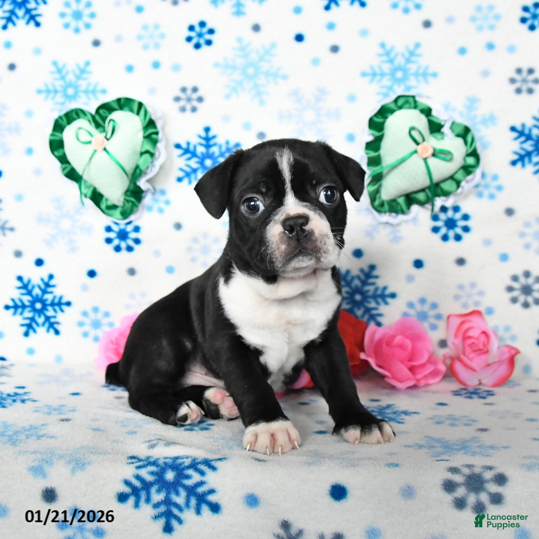 Boston Terrier dogs for sale: Champ  - Ad 2