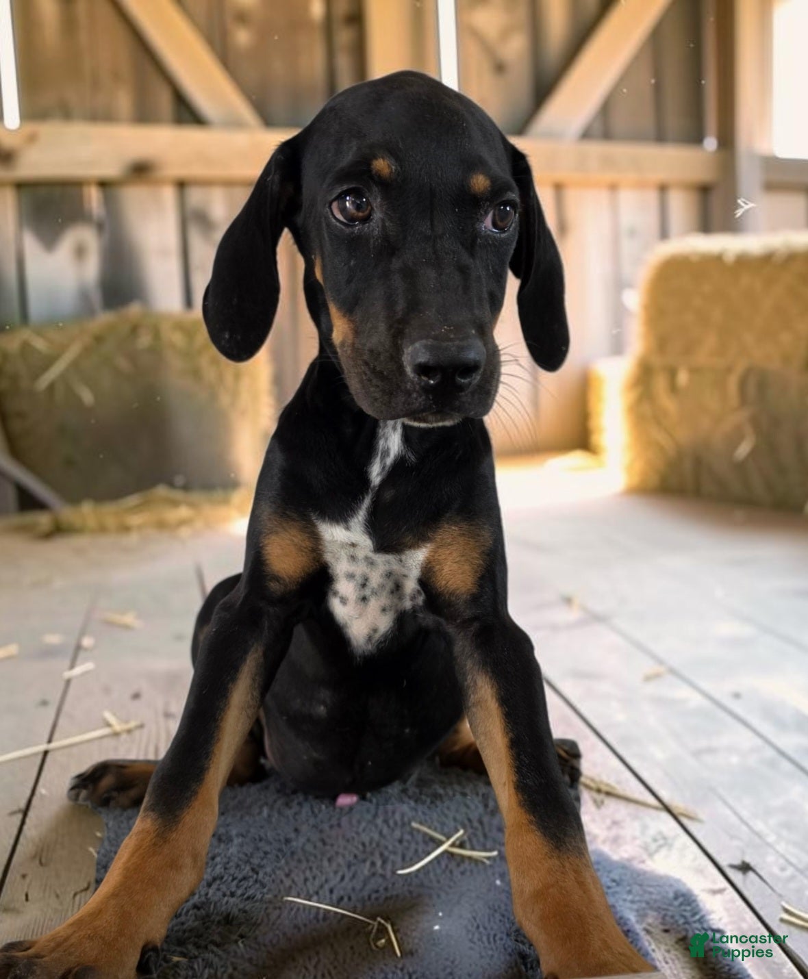 Catahoula Leopard Dog dogs Tracy II 2026 Male 3 - Ad 13