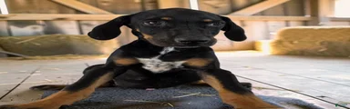 Tracy II 2026 Male 3