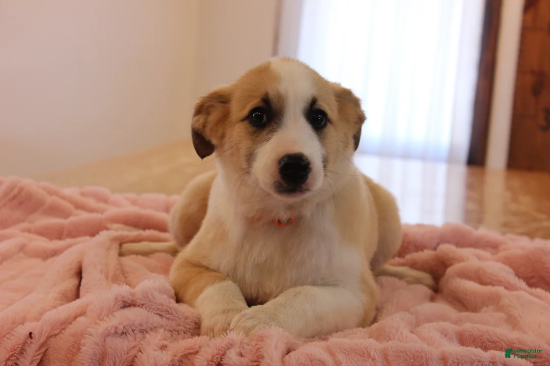 Mixed Breed dogs for sale: Mixed Breed Puppy 3 Belle - Ad 1