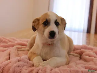 Mixed Breed dogs Mixed Breed Puppy 3 Belle - Ad 30