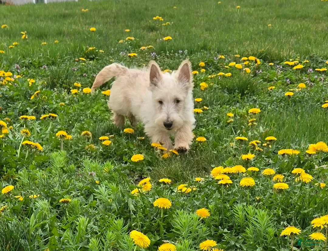Scottish Terrier dogs for sale: Van - Ad 2