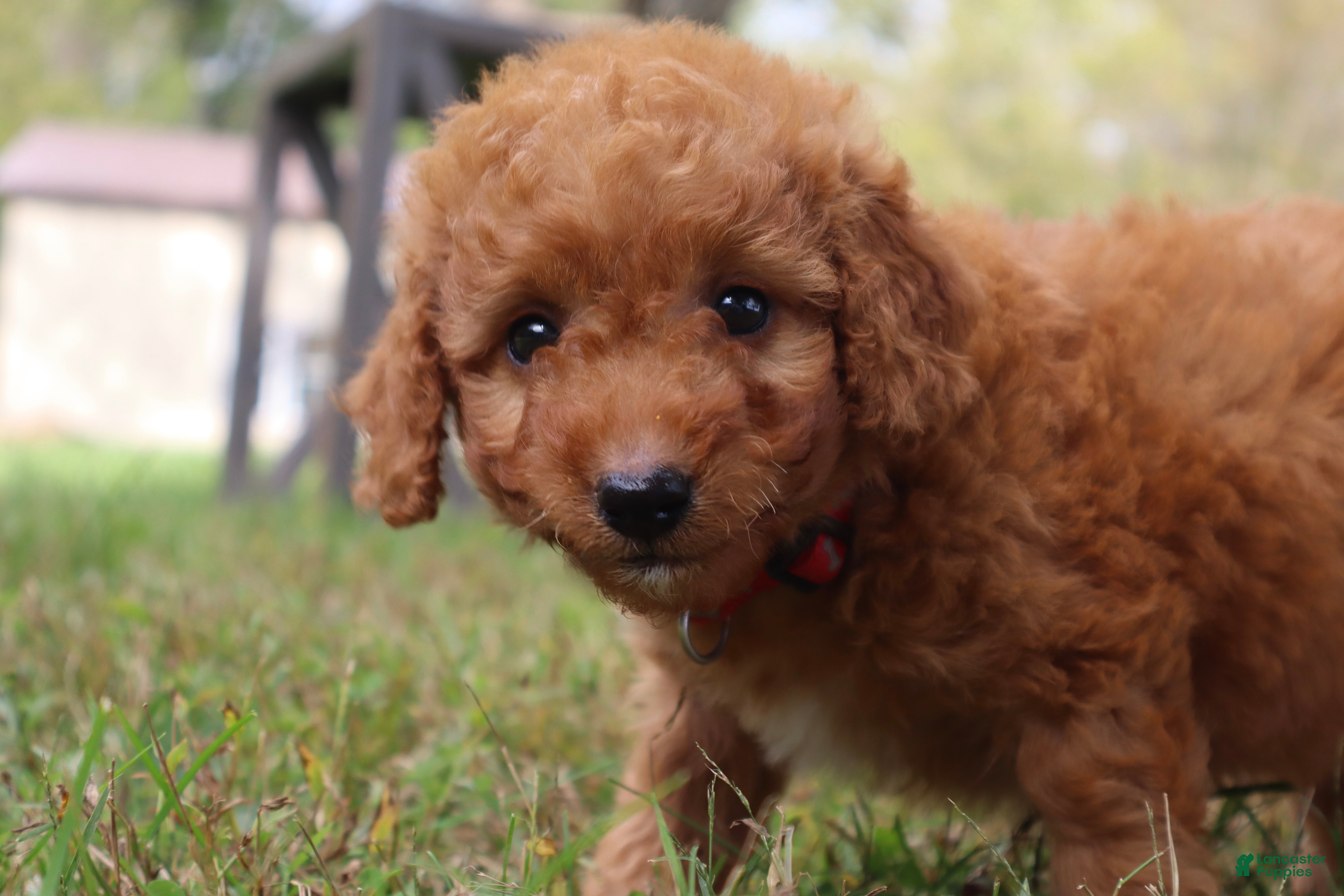 Mini Goldendoodle dogs Pumpkin - Ad 2