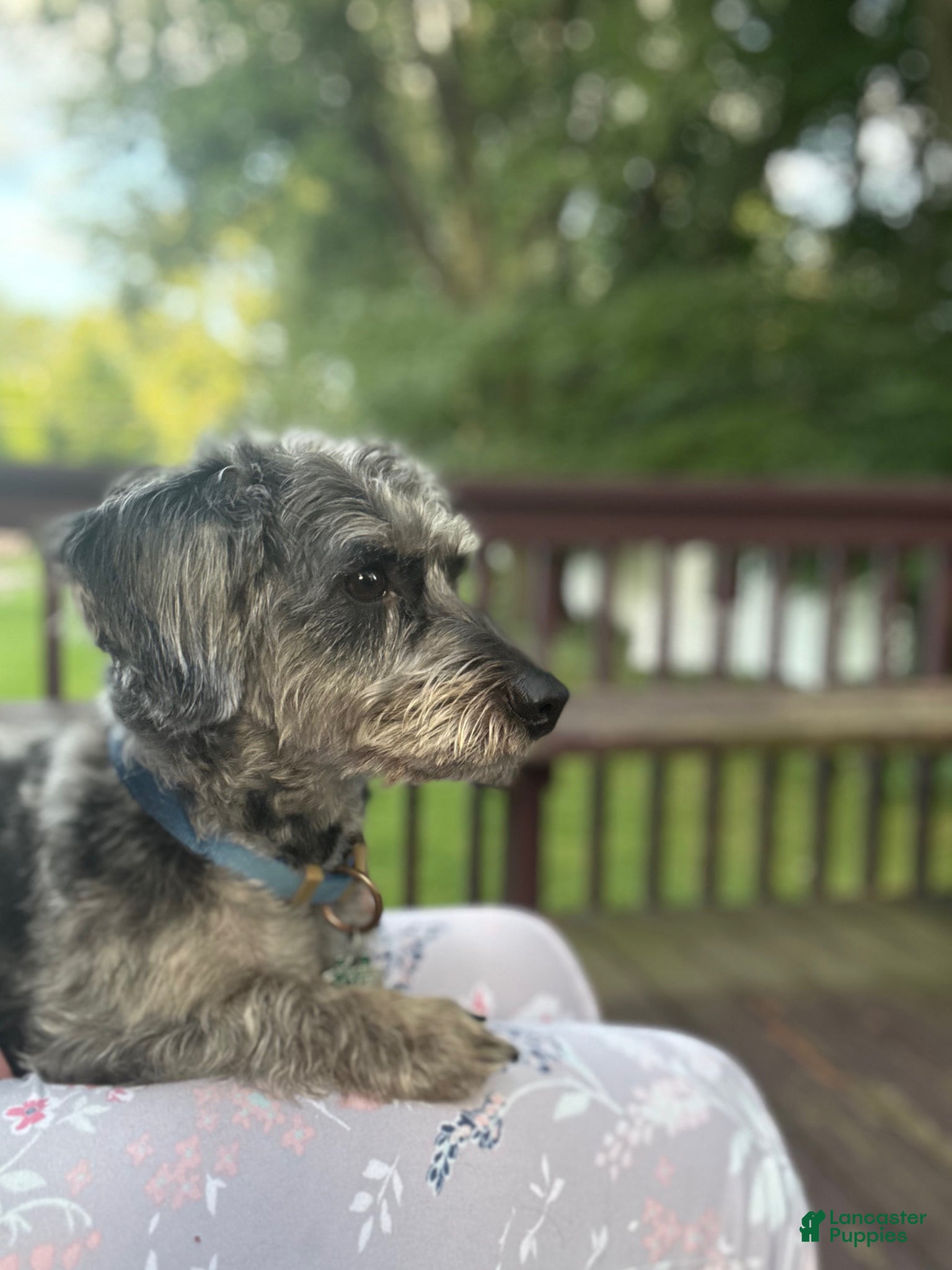 Yorkiepoo dogs Spice Stud Ad - Ad 1