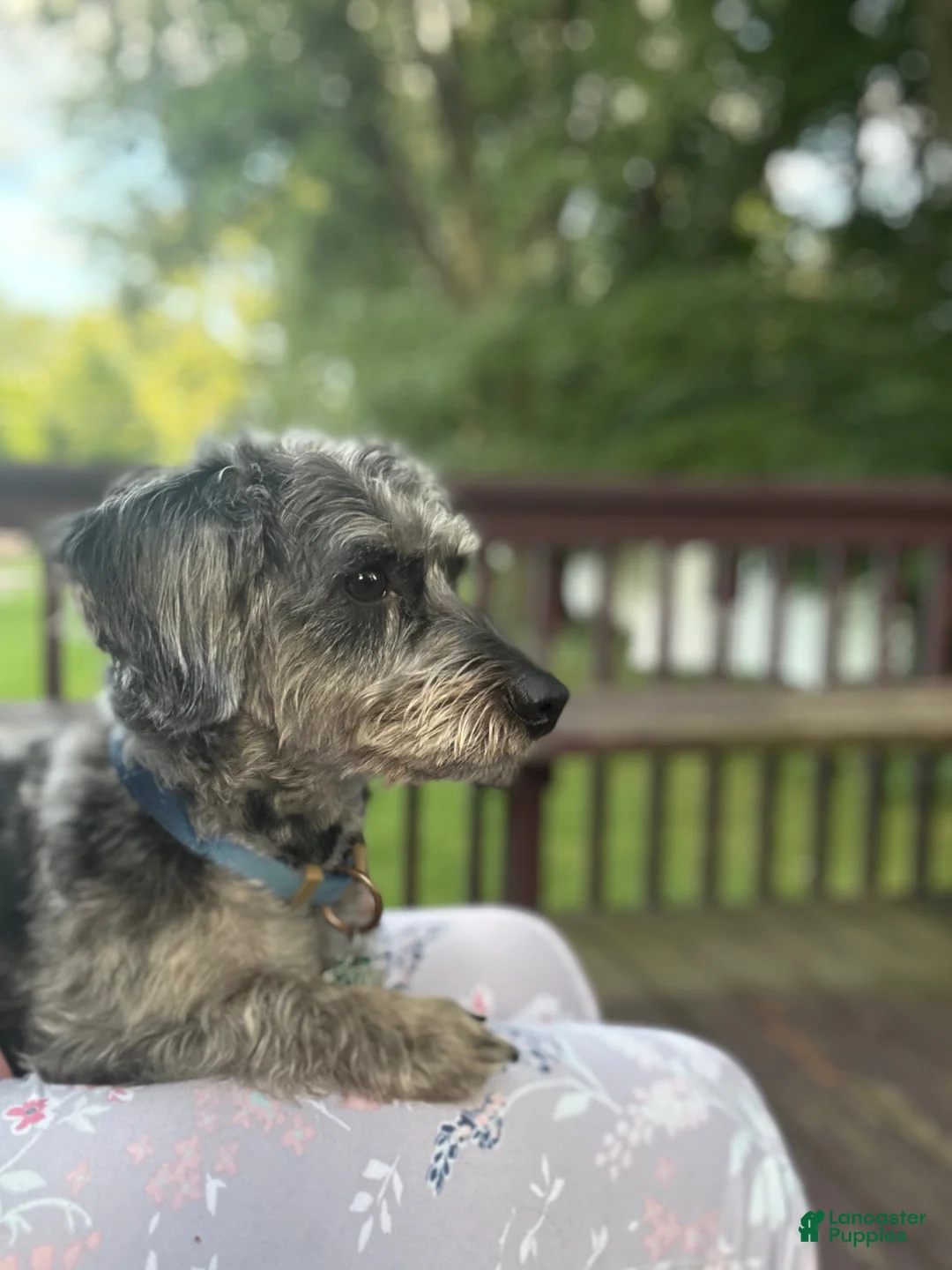 Yorkiepoo dogs for stud: Spice Stud Ad - Ad 1
