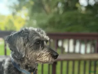 Yorkiepoo dogs Spice Stud Ad - Ad 15