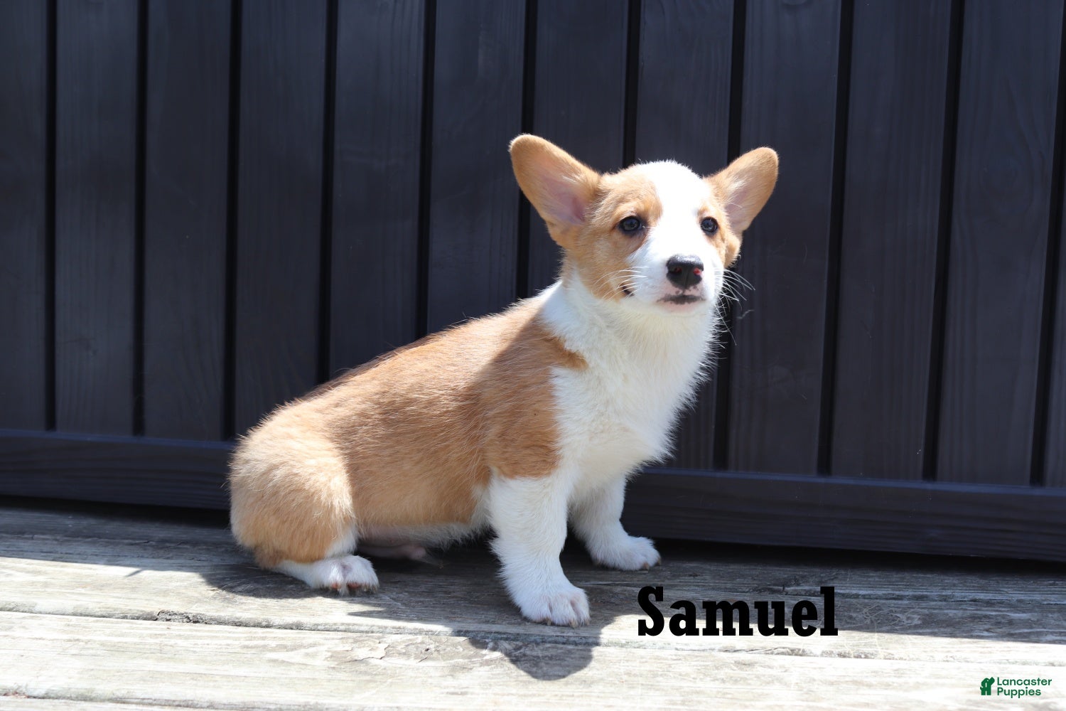 Welsh Corgi Pembroke dogs Samuel - Ad 2