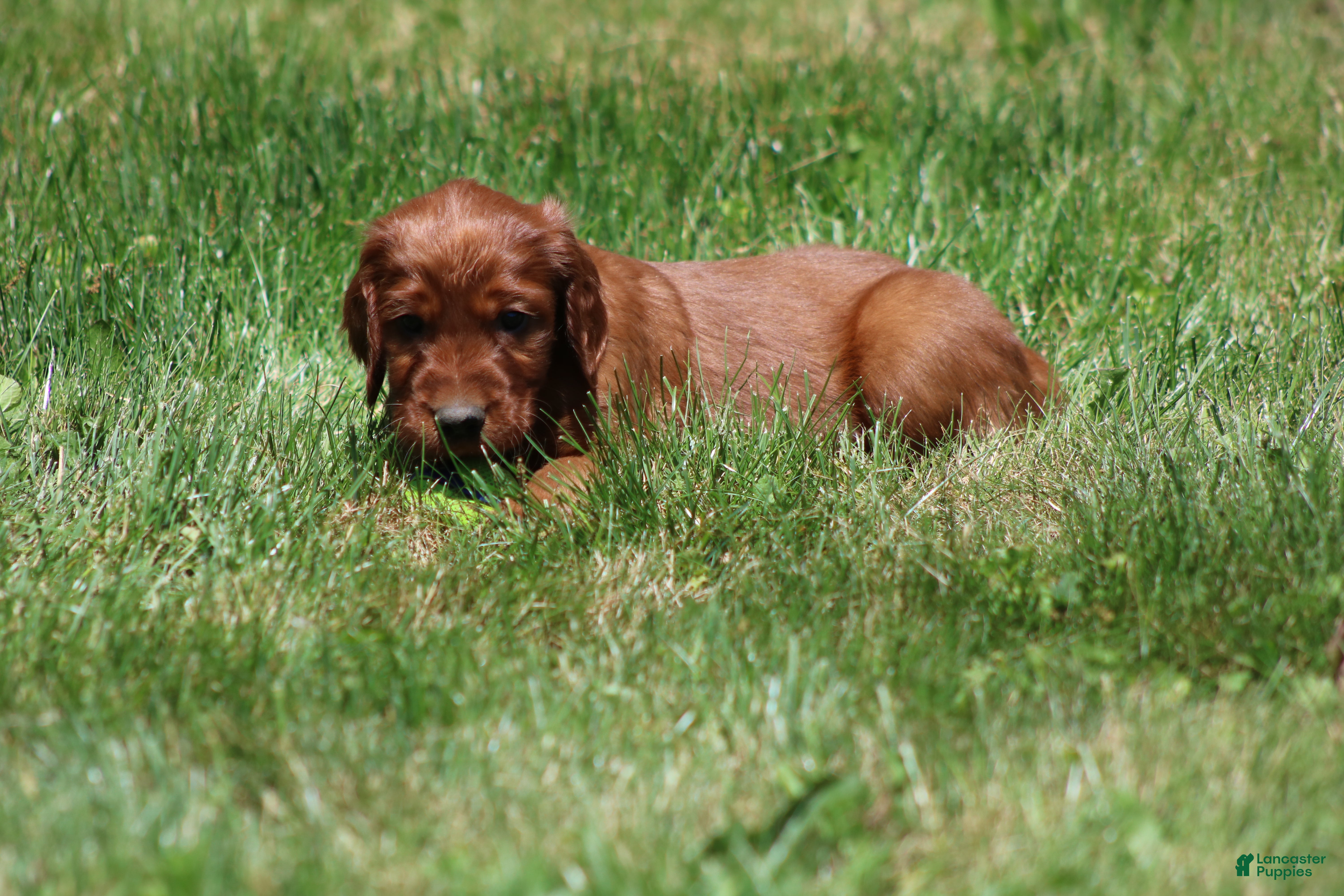 Irish Setter dogs for sale: Mickey - Ad 3