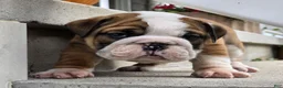 English Bulldog dogs for sale: Monroe - Ad 6