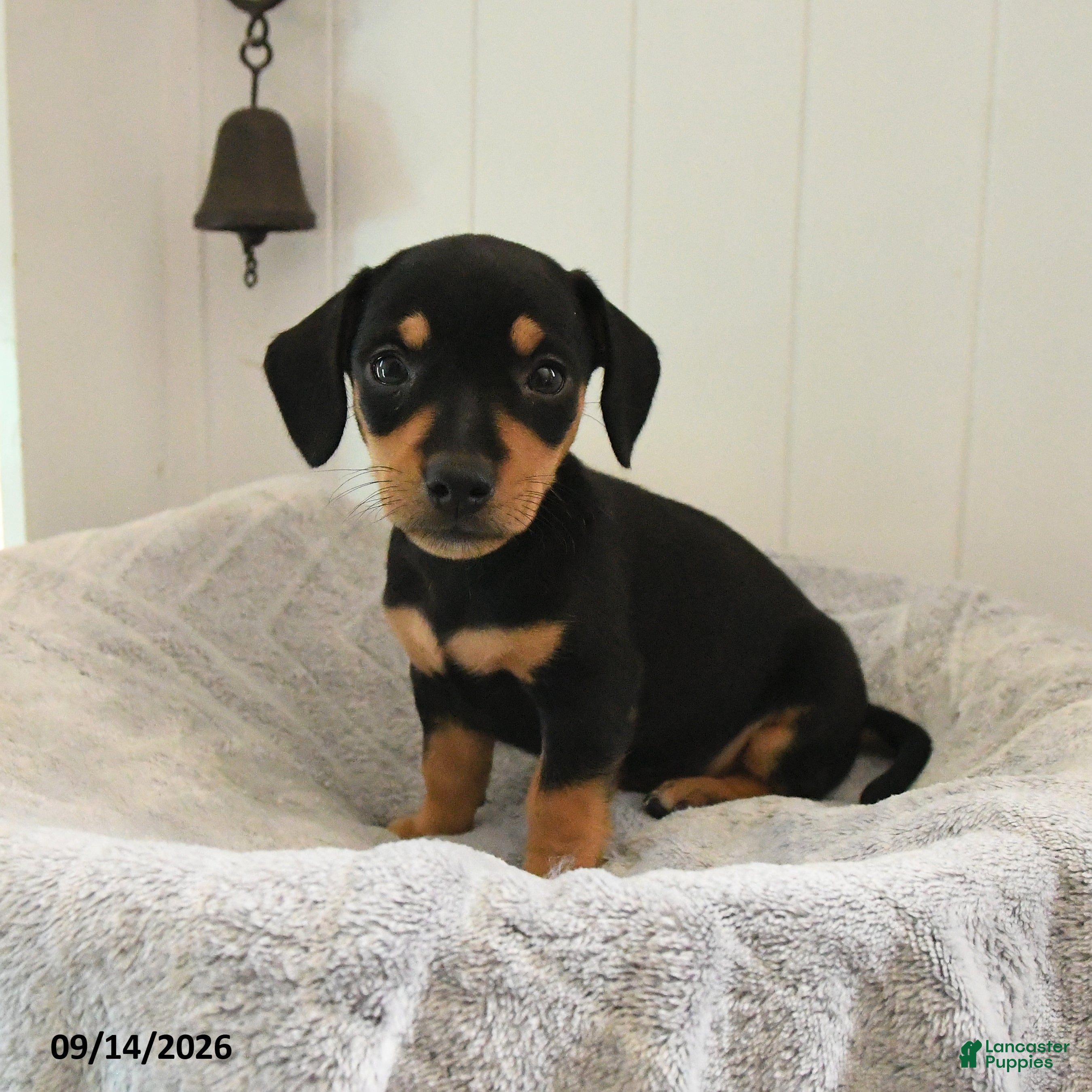 Mixed Breed dogs Dusty - Ad 2