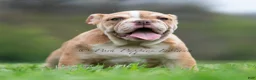 English Bulldog dogs for sale: Jinko - Ad 3