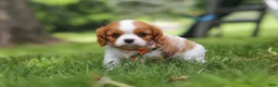 Cavalier King Charles Spaniel dogs for sale: Banks - Ad 4
