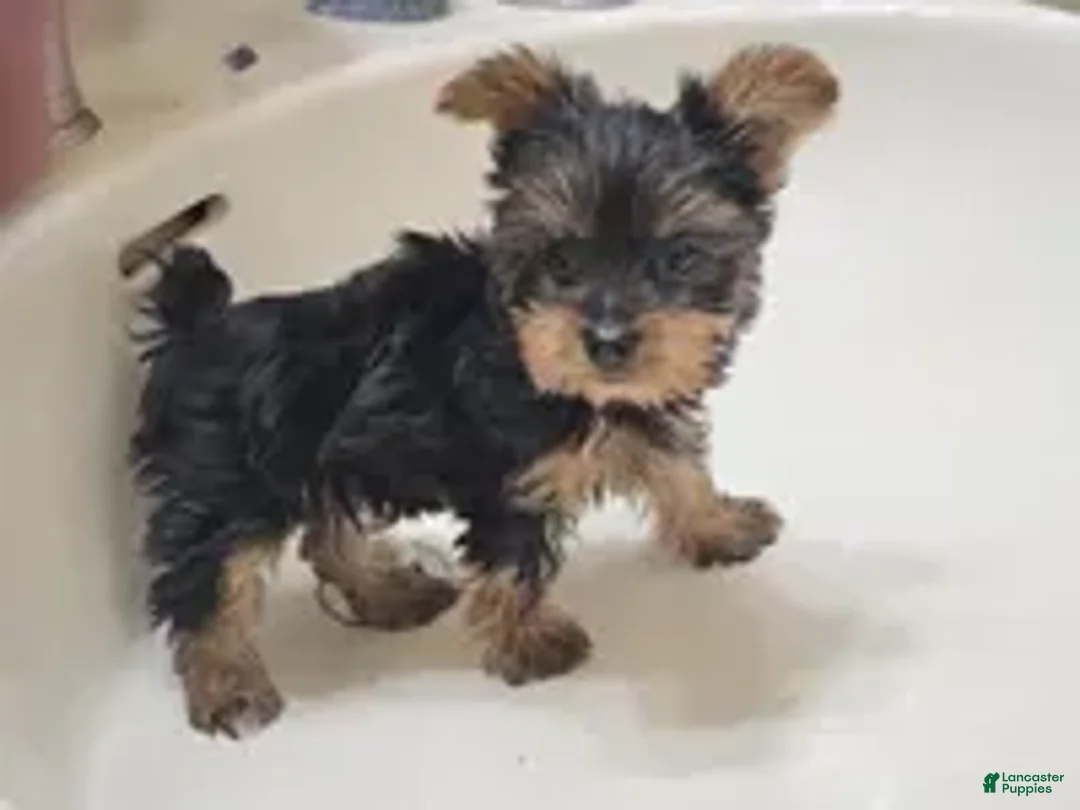 Yorkshire Terrier dogs for sale: Angel (4 1/2 lbs) B & T - Ad 2