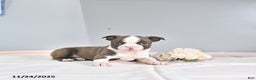 Boston Terrier dogs for sale: Archie - Ad 4