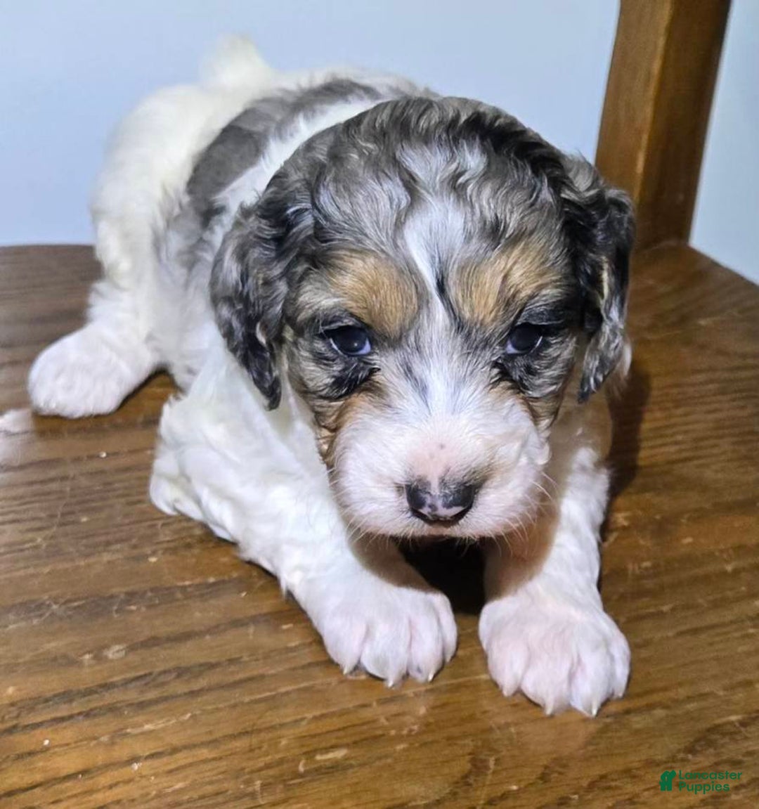 Mini Goldendoodle dogs for sale: Winnie - Ad 5