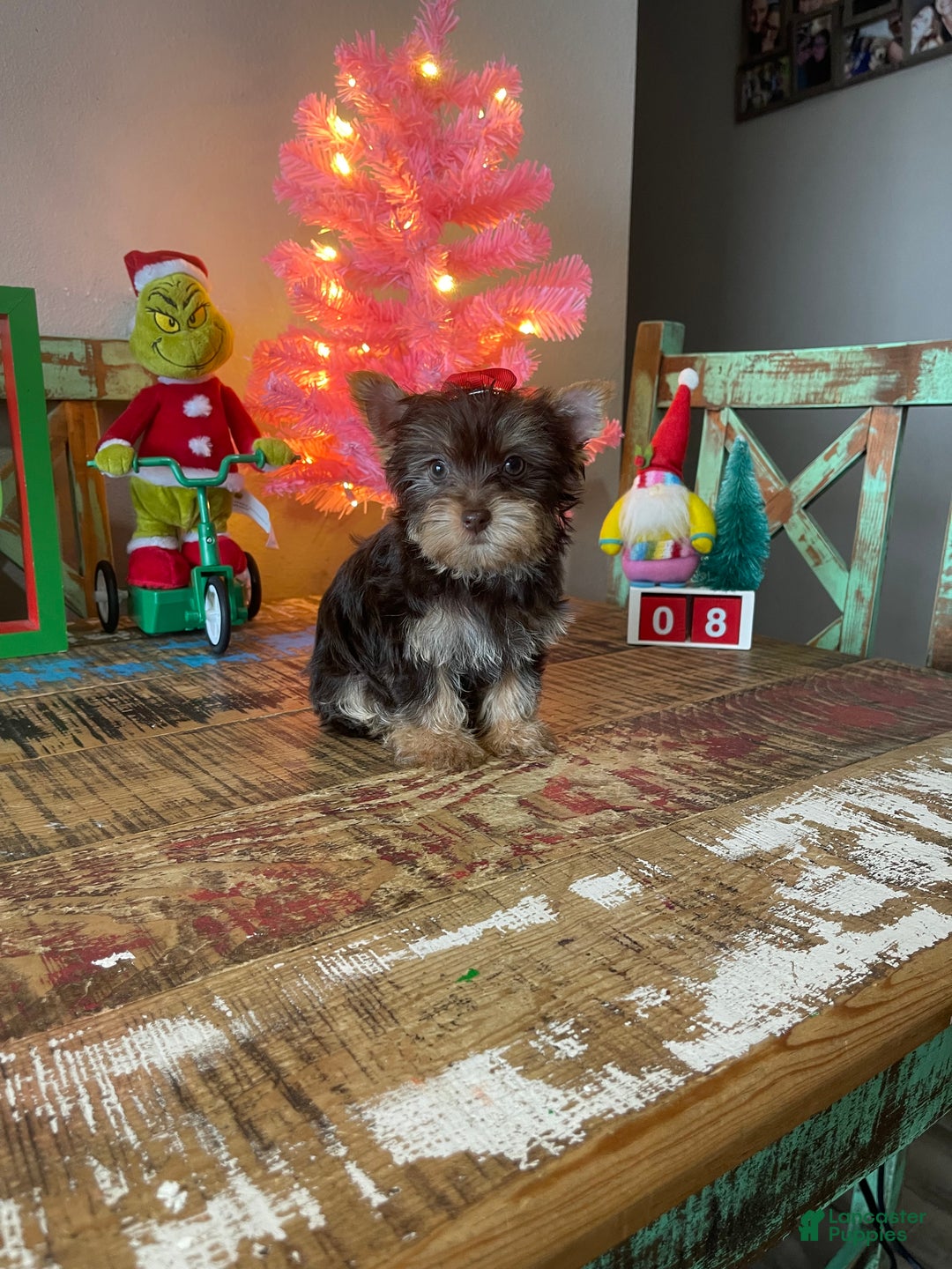 Yorkshire Terrier dogs for sale: Chocolate Yorkie Ready To Go - Ad 10