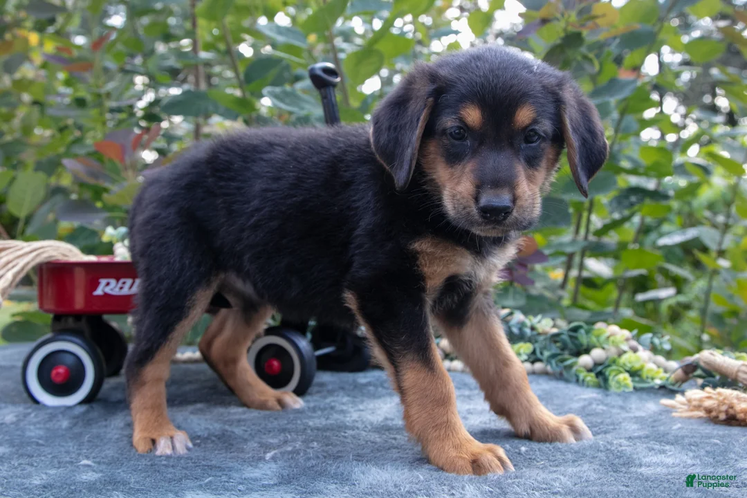 German Shepherd dogs for sale: Jayna - Ad 3