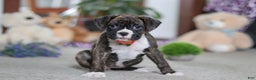 Boxer dogs for sale: Abby - Ad 2