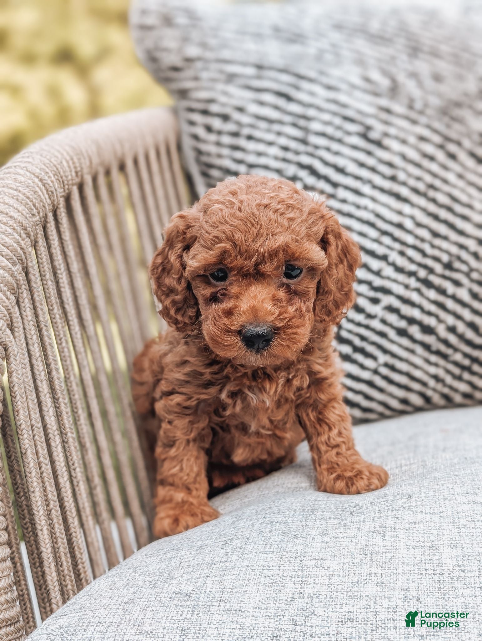 Miniature Poodle dogs Bella - Ad 1
