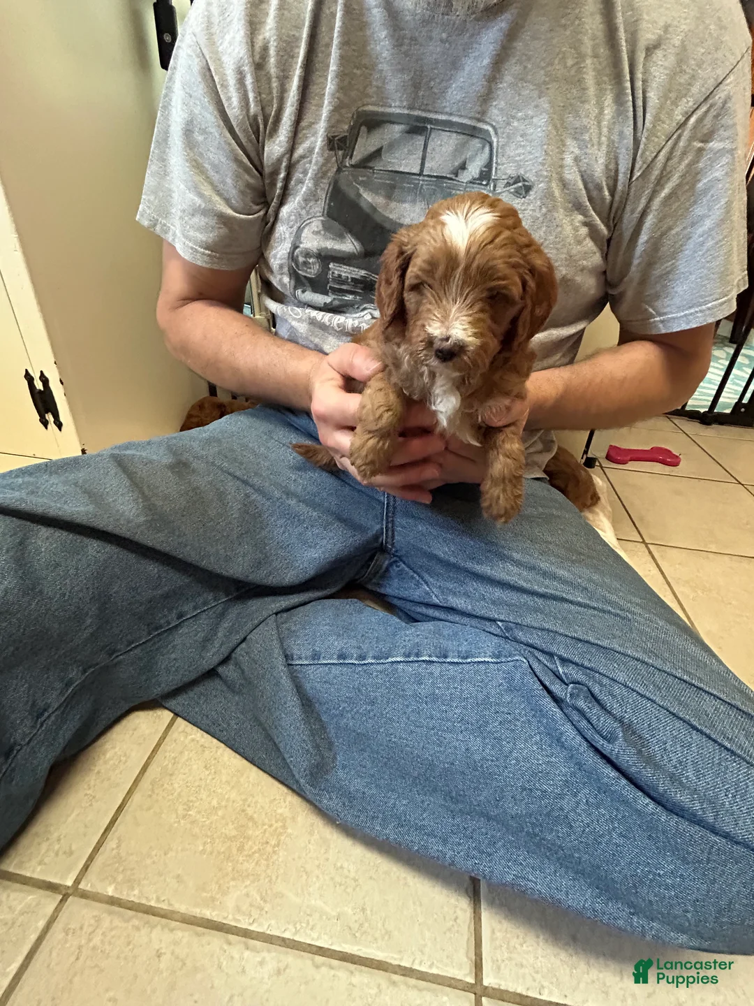 Mini Goldendoodle dogs for sale: Petite Juliette Mini Goldendoodle Puppy 4 - Ad 2