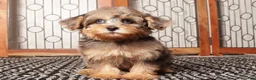 Yorkiepoo dogs for sale: Guppy Friendly Male Yorkie Poo - Ad 4