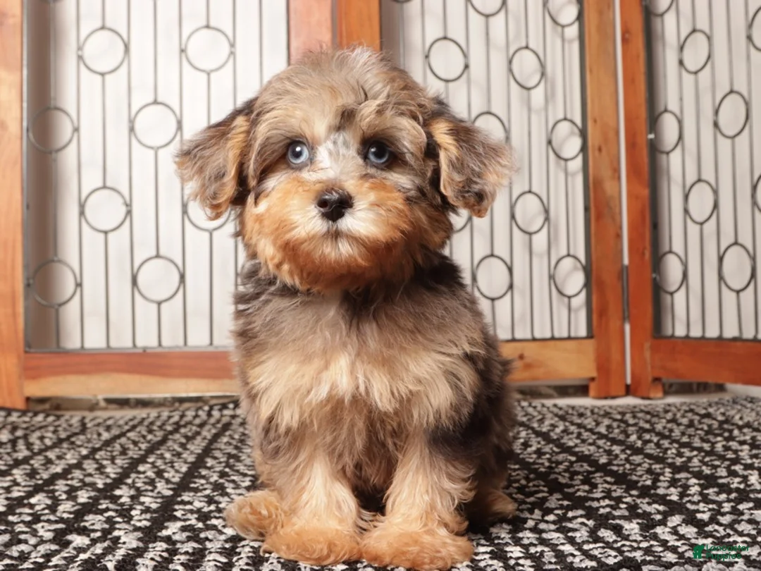 Yorkiepoo dogs for sale: Guppy Friendly Male Yorkie Poo - Ad 4