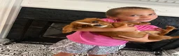 Cavalier King Charles Spaniel dogs for sale: Ruby boy 1 - Ad 3