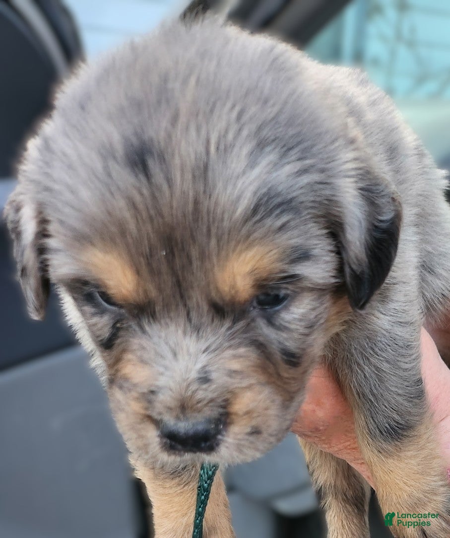 Miniature Australian Shepherd dogs Miniature Australian Shepherd Puppy 2 Dandy - Ad 23