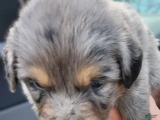 Miniature Australian Shepherd dogs Miniature Australian Shepherd Puppy 2 Dandy - Ad 30