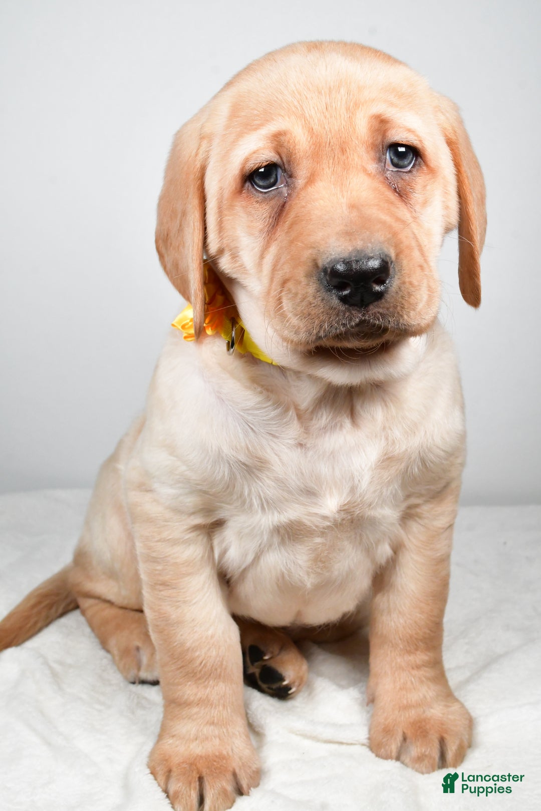 Labrador Retriever dogs for sale: Natasha - Ad 6