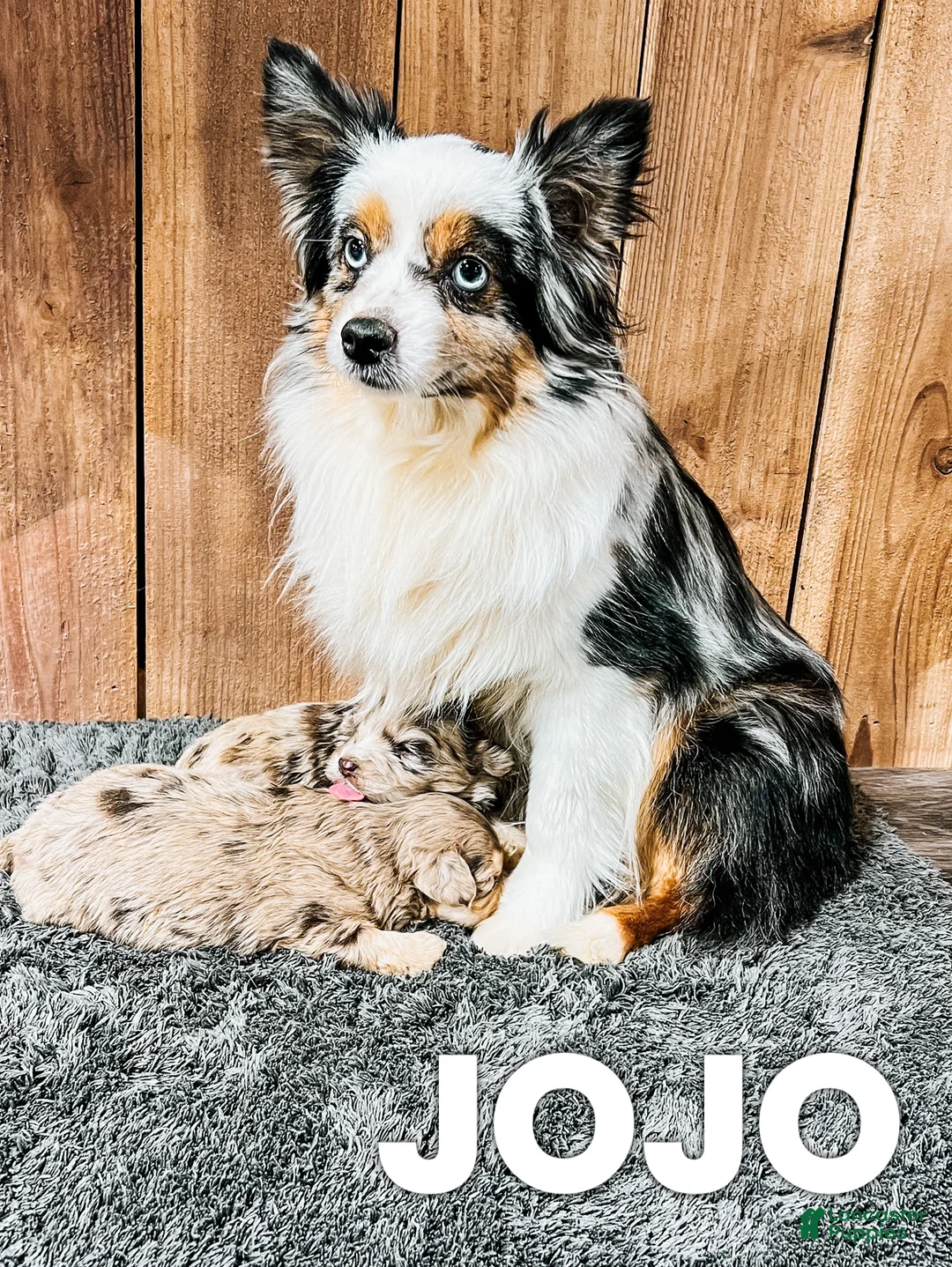 Mini Aussiedoodle dogs for sale: Jade - Ad 4