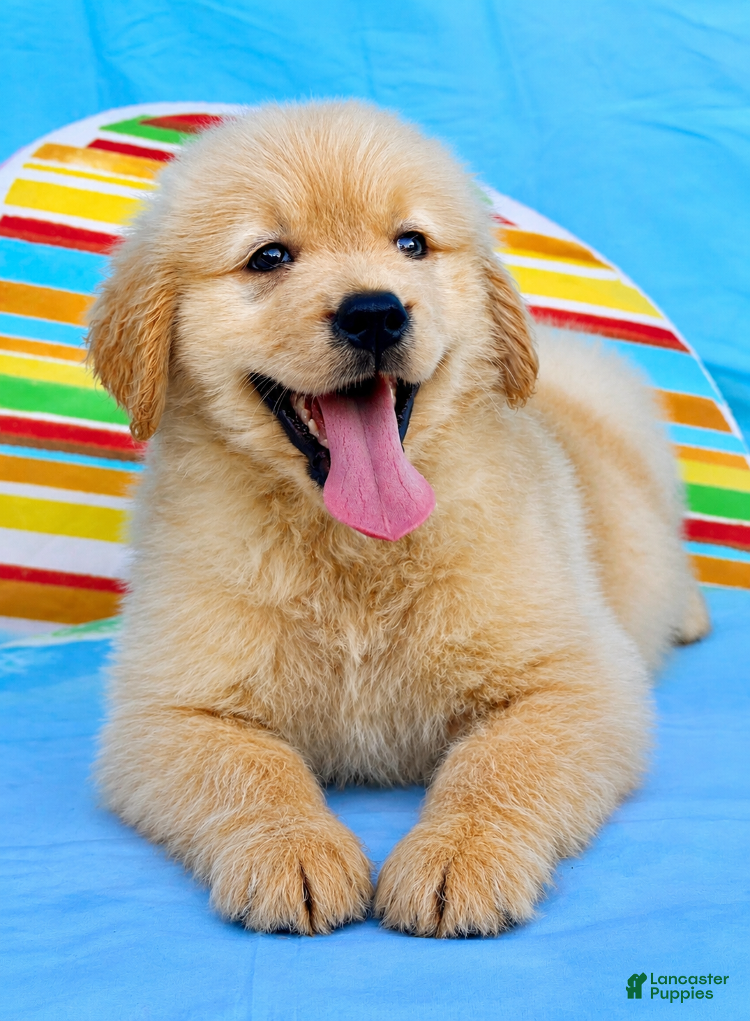 Golden Retriever dogs Golden Retriever 4 - Ad 1