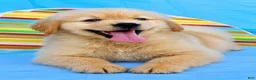 Golden Retriever dogs for sale: Golden Retriever 4 - Ad 1