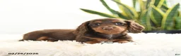 Miniature Dachshund dogs for sale: Raindrop - Ad 3