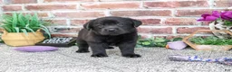 Labrador Retriever dogs for sale: Estelle - Ad 2